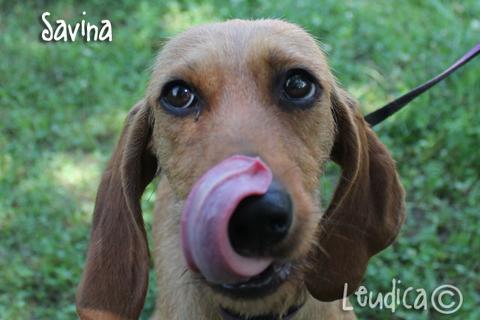 Savina